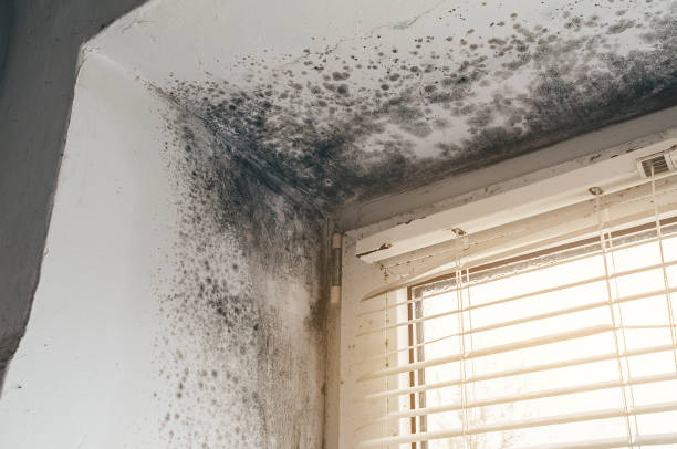 Affordable Attic Mold Remediation solutions in Micro, NC